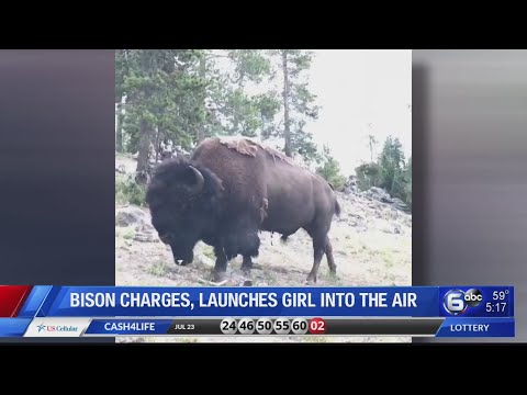 Bison charges, tosses 9-year-old girl in Yellowstone National Park