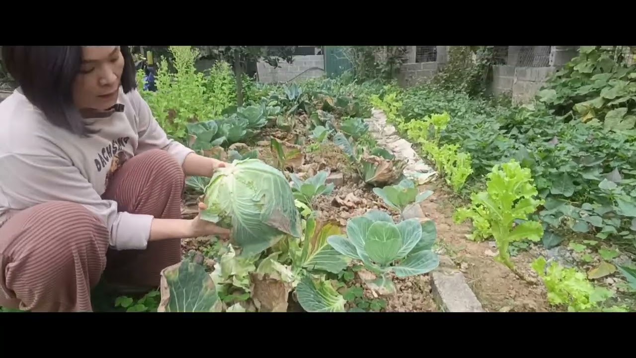 VƯỜN RAU MÙA XUÂN.  RA VƯỜN HÁI RAU NGAY TẾT NĂM 2026