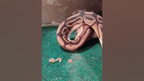 WARNING, graphic content,Ball Python, Striking,killing and eating a mouse