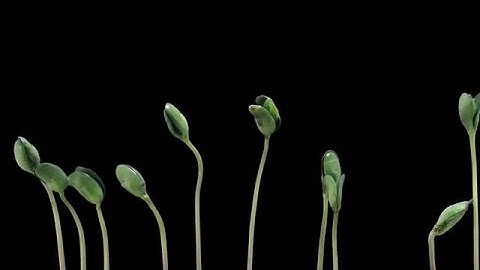 Time Lapse Of Growing Soybeans Stock Video