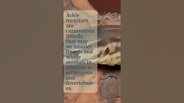 What are reptiles? | Ackie Monitor  part 3  #shorts