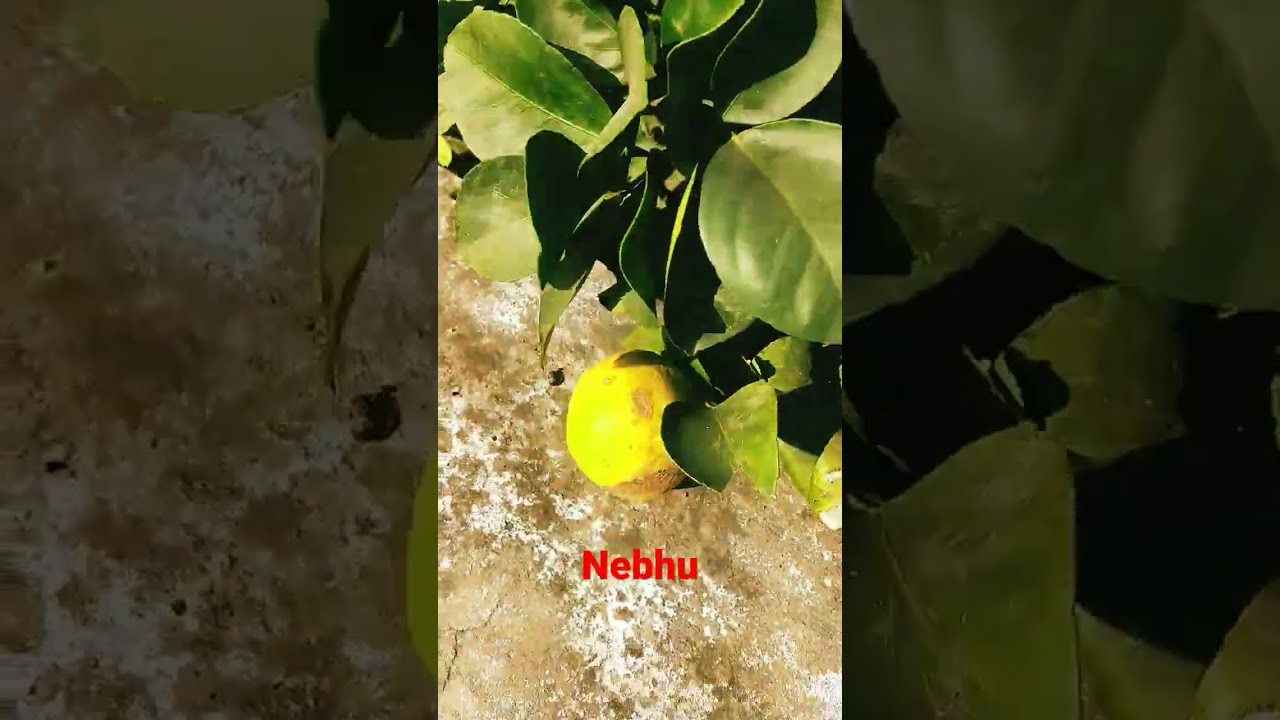 Nimbu narangi anar song hotsell