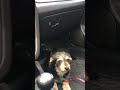 Sleepy dog in da car