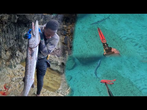 Huge!!!  32 Pound Barracuda Speared Biggest Barracuda We Have Ever Speared