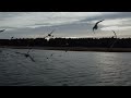 Vöölameri озеро Ляэнемаа, Эстония