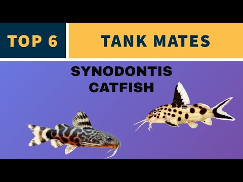 Video: Synodontis Aquarium Catfishi pidamine