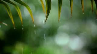 Download Lagu 24 Hours Relaxing Sleep Music with Rain Sounds 🎶🤍🌼 Meditation Music, Stress Relief,Relaxing Music MP3