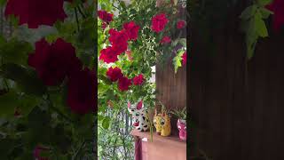 Today #youtubeshorts #shortvideo #diy #flowers #flowers #gardening #garden #craft #love