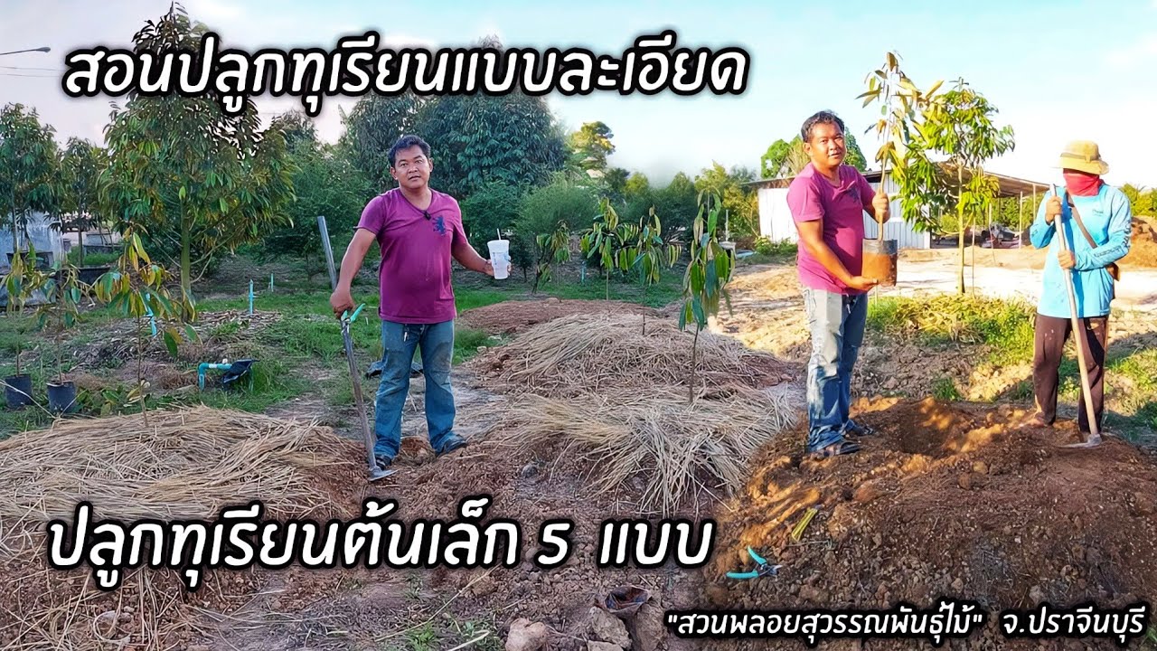 เทคนิคการปลูกทุเรียนให้รอด..สอนปลูกทุเรียนแบบละเอียด 