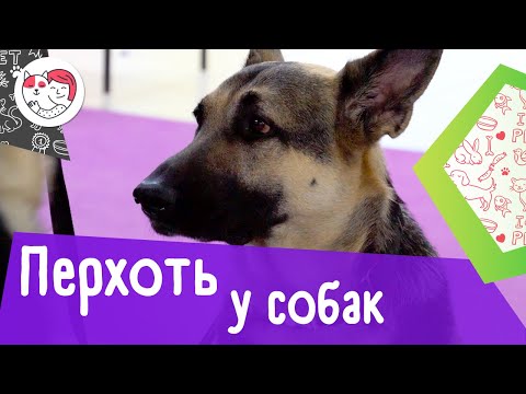 Видео: Что делать от перхоти у собак?