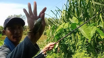 câu cá rô đồng, cá trê vàng thiên nhiên kết quả sướng sướng ❤️