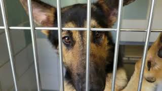 acs A674792