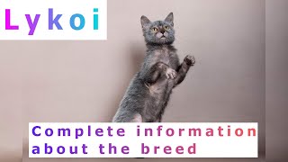 Lykoi Pros And Cons Price How To Choose Facts Care History