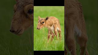 Newborn oryx calves are about to begin their migration#wildlife #animals #shorts #video