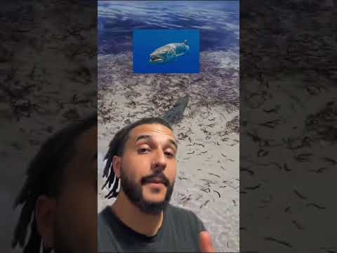 Vídeo: Uma barracuda já matou alguém?