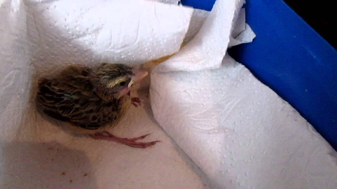 Feeding A Weaver Bird Youtube