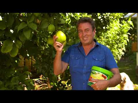 The Garden Gurus - Sweetening Citrus Fruit