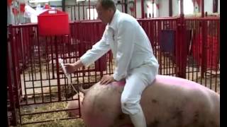 Штучное осеменение свиней в Дании. Современные технологии в внедряемые на ООО 