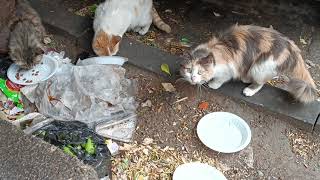 These cats were searching for food among the garbage