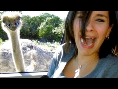 the-most-ridiculous-&-hilarious-animal-moments-#11---funny-animal-compilation---watch-&-laugh!