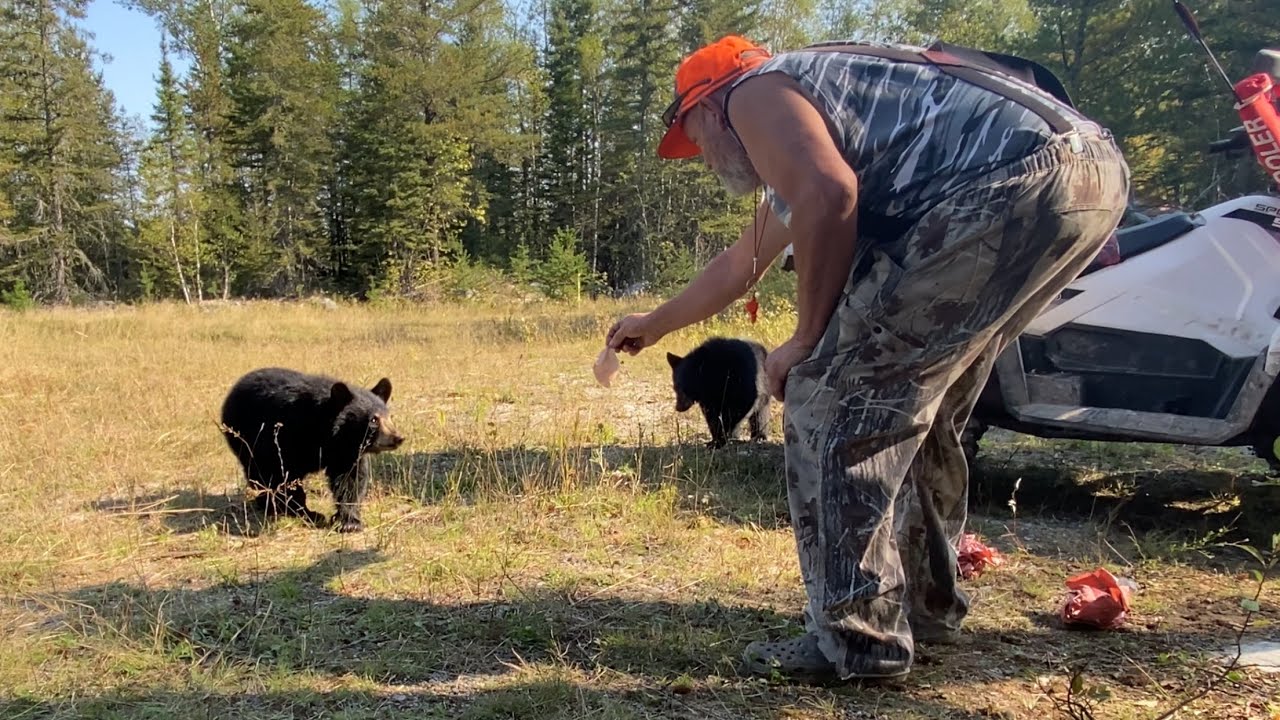 Hand feeding wild black bears YouTube