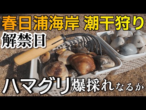 春日浦海岸 潮干狩り キャンプ飯の食材求め 愛知県 潮干狩り 解禁日に特大ハマグリ狙って蒲郡市 形原海岸へ 2025年3月