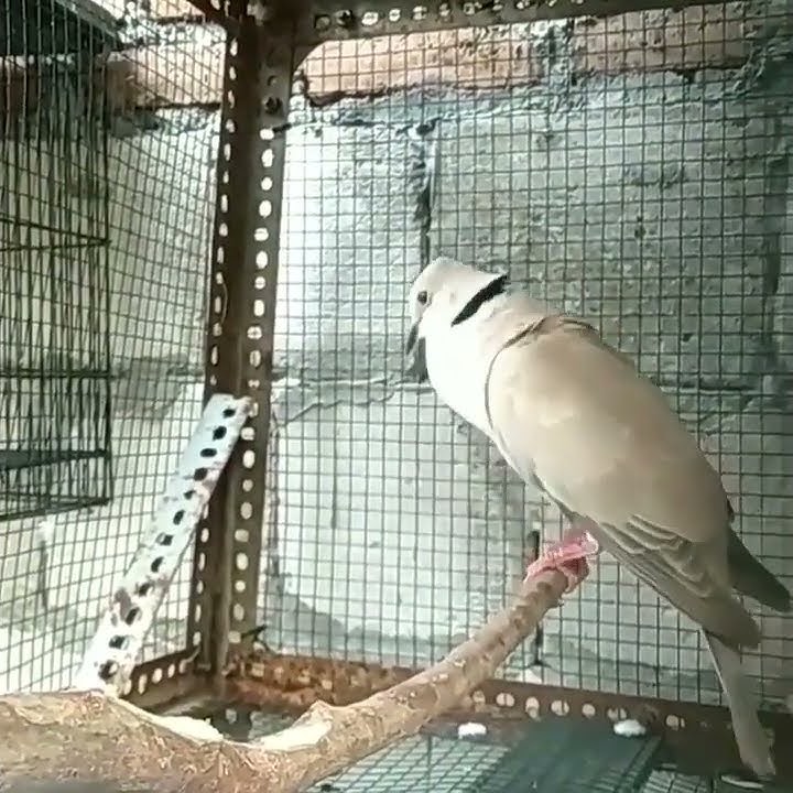 Alarm Alam Burung Puter Pelung Top๐ฎ๐ฉ๐ฏ๐ฏ๐ฏ๐๐๐๐๐
