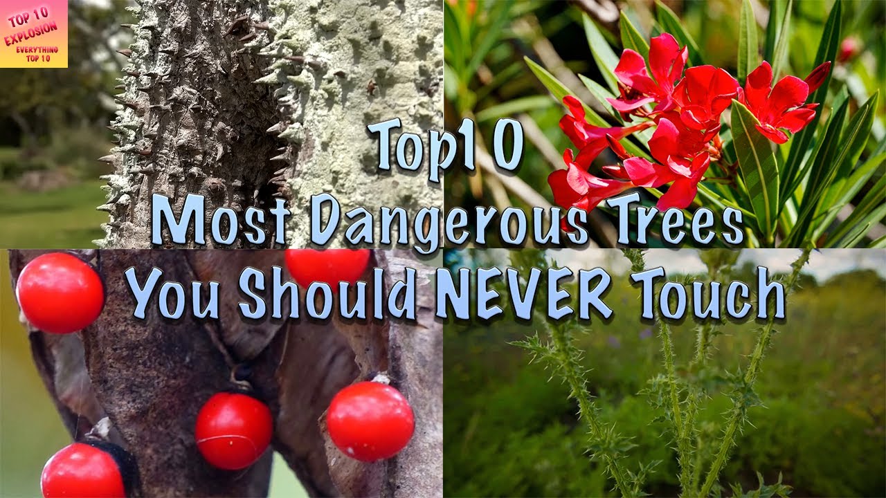 Top 10 Most Dangerous Trees You Should Never Touch YouTube top-10-most-dangerous-trees-you-should-never-touch-youtube