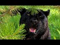 Luna the panther and Venza visited the swamps and looked at the cows 😁(ENG SUB)