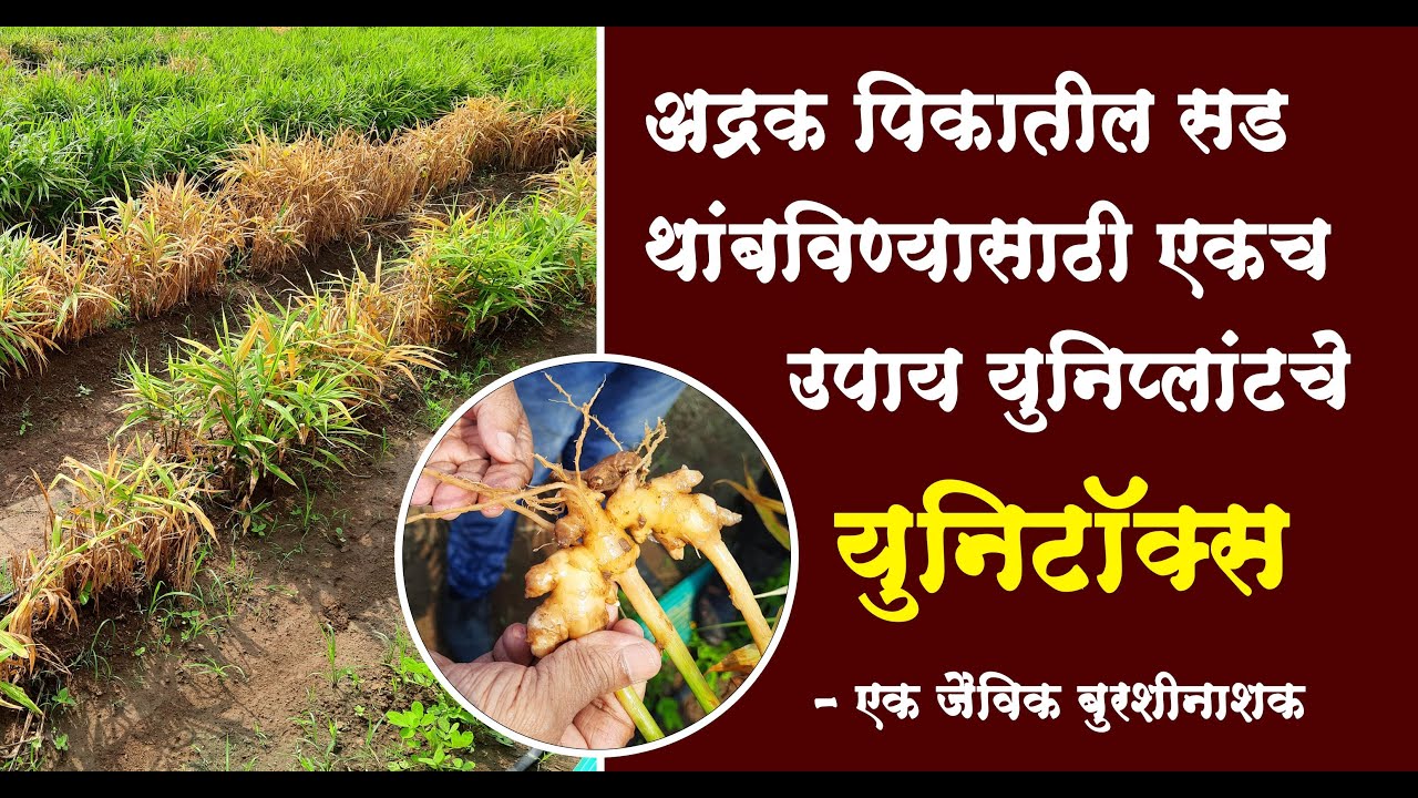 Yalangoch Gollivud aktrisalarining onlayn fotosuratlari Voyaga etgan xotini it uslubida uy qurilishi video