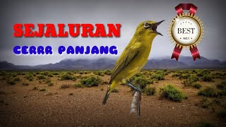 MASTERAN PLECI NGEBREN SEJALUR PANJANG, materi pleci juara