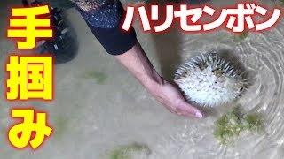 【空腹】深夜の海でハリセンボン素手掴み！【任務付き無人島サバイバル#3】
