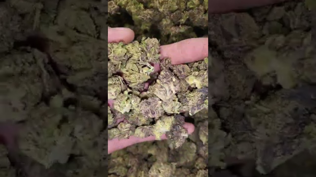 Peanut Butter Breath 28.17 Thc - 2.91 Terp