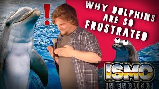 ISMO | Why Dolphins Are So Frustrated