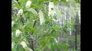 Spring Flowers