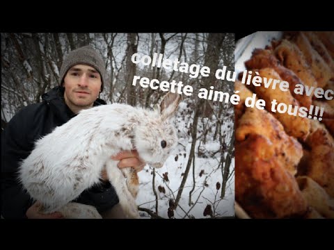 colletage-du-lièvre-et-recette-aimé-de-tous!-décembre-2020