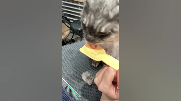 Video 8132281: bath grooming, catlover grooming, cat grooming, first grooming, kitten