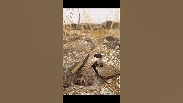 تلاوة عطرة للشيخ سعود الشريم. امام الحرم المكي...