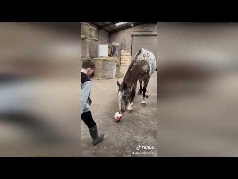 "Amazing" footage shows footballing horse playing with owner