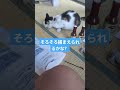 保護猫　つかまえたい！　#保護猫#猫#野良猫#猫