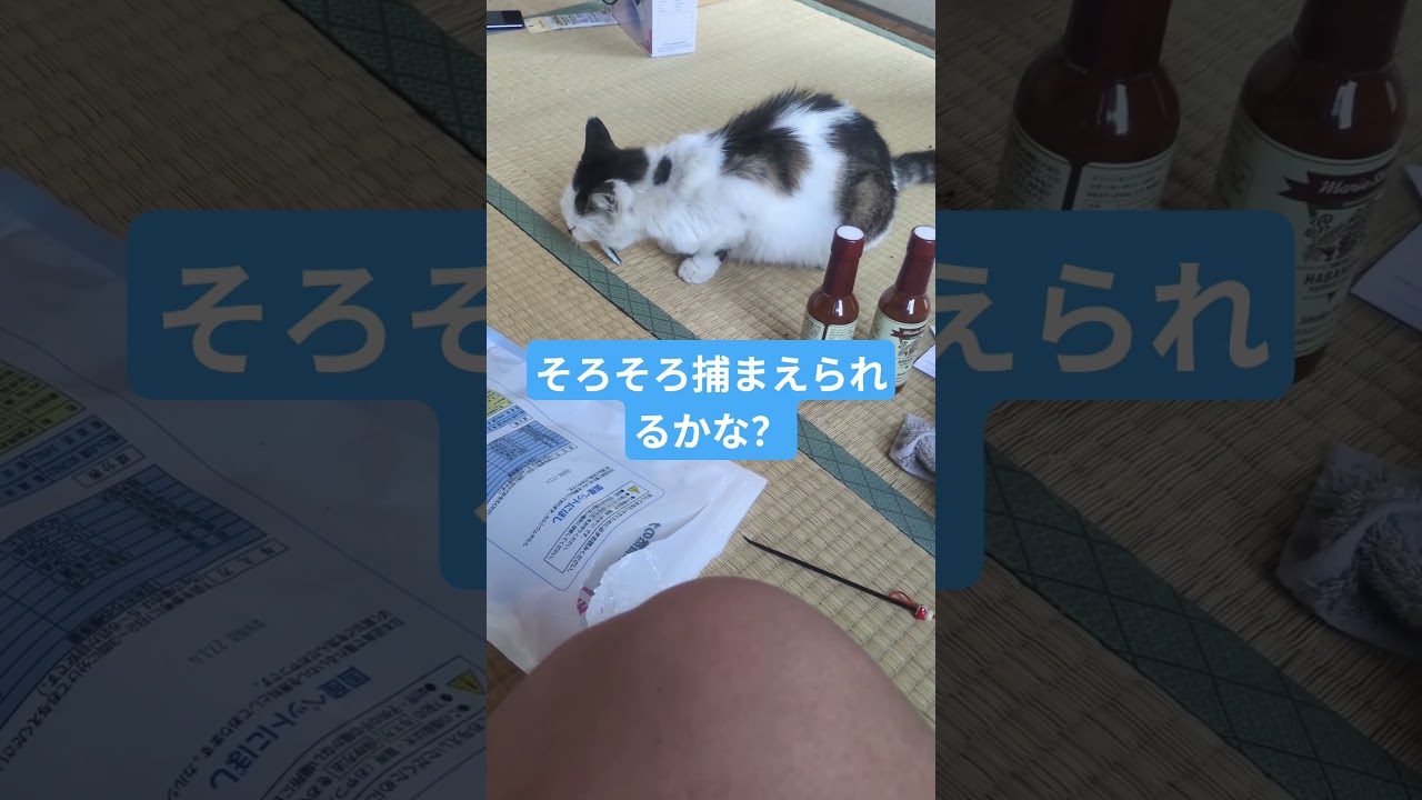 保護猫　つかまえたい！　#保護猫#猫#野良猫#猫