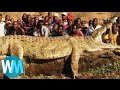 Top 10 Animais Colossais Vivos Ainda Hoje