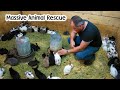 Massive Rabbit Rescue - Over 200 Rabbits Come in to the Farm - Vlog #281