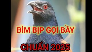 Tiếng bìm bịp mồi chuẩn không tạp âm 2025 bật là phi tới chuẩn cho anh chị em đam mê.
