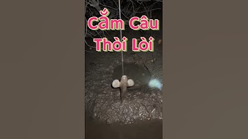 Vlog 909 : Câu Cá Thòi Lòi #nghisuave #fishing #câucá #batca #sanbat #mientay #vlog