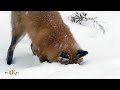 Red fox showing snowdive hunting technique in the wild