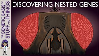 The discovery of nested genes: More than meets the fly