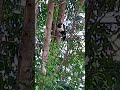 #relaxing #relaxingmusic #predator #predator #nature #nature #birds #environment #farming #rain