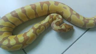 Banana​Enchi​Pastel​ Ballpython Y21 : EP31 บอลไพธอน ปี21 น่ากลัวตรงไหนเอาปากกามาวง