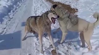 Top 10 Moments Kangals Attack Most Dangerous Wild Animals | Kangal Real Fights - Tough Creatures
